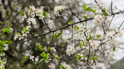 cherry blossom. flowering tree in spring. tree with white flowers on branches. spring wallpaper