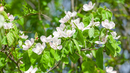 Quittenblüten im Frühling an einem Quittenbaum