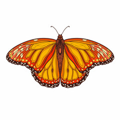Hand drawn ornamental butterfly outline illustration with decorative ornaments