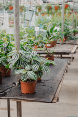 Fototapeta na wymiar Green plants growing in a greenhouse