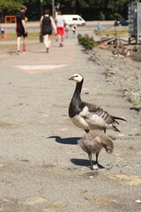 Goose chicken