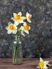 Still life with daffodils in a old rustic glass jar on wooden table against black concrete background with copy space. Greeting card with spring flowers.