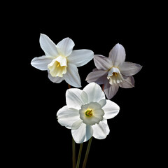 White daffodil or narcissus flowers isolated on black background. White and yellow spring flower.