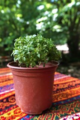 Basil in plastic pot on outdoor table.