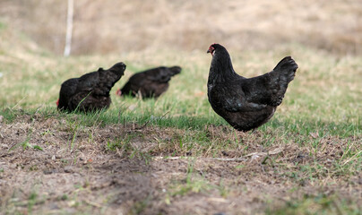 Chickens roam the garden.