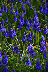 Mouse hyacinth, or Muscari lat. Muscari. Beautiful dark blue flowers in a flower bed.