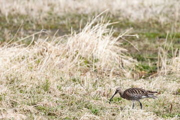 Eurasian curlews are mottled brown and grey, with long, bluish legs and a long, down curved bill,Northern Norway,scandinavia,Europe