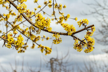Flowering dogwood tree against a cloudy sky. Traditional spring blooming. Beautiful background