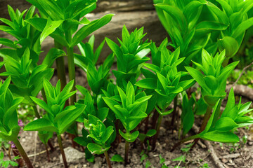 Young leaves of Fritillaria imperialis in the garden. Spring seasonal of growing plants. Gardening concept