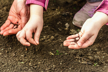 Gardening conceptual background. Children's and woman's hands planting sorrel seeds in to the soil
