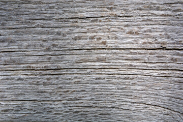 Gray wooden textured plank with cracks for design. Copy space for text