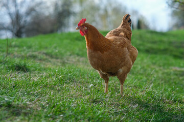A red hen is grazing in the tyrsa. Raising poultry.
