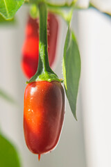 Hot pepper fruits on a branch of the plant