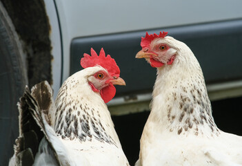 Two white chickens are rowing in the fallen leaves. 