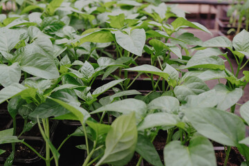 Basil seedings is growing in plastic pots. Green plants growing in a greenhouse