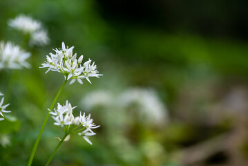 Małe białe kwiaty w leśnej ściółce, czosnek niedźwiedzi (allium ursinum). 