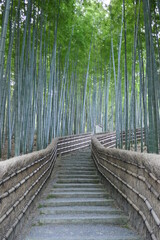 Fototapeta premium 京都奥嵯峨の化野念仏寺の竹林