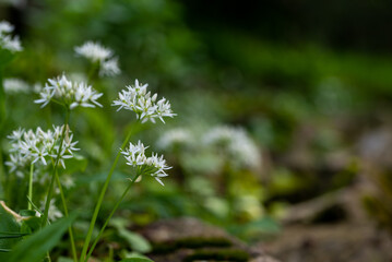 Białe kwiaty w lesie, rozmyte tło. Czosnek niedźwiedzi (Allium ursinum).