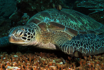 Naklejka na ściany i meble A Green turtle resting on a table coral Cebu Philippines