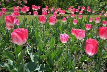 luce tra i tulipani