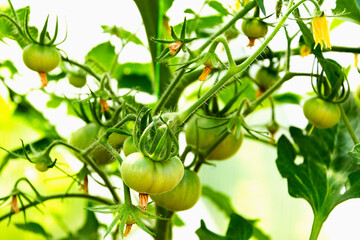 Tomato flowers and green fruits on the plant