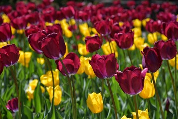 sole tra i tulipani