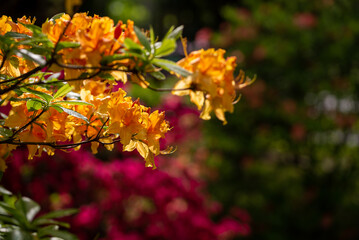 Kwiaty na gałęzi, różanecznik żółty, rhododendron luteum. Rozmyte kolorowe tło. - obrazy, fototapety, plakaty