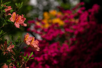 Kwitnące krzewy w parku, różanecznik żółty, rhododendron luteum. © Grzegorz
