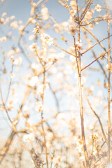Spring warm day in the almond orchard