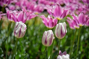 tulipani dipinto