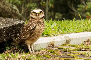 Coruja Buraqueira Athene cunicularia ou Speotyto cunicularia comumente conhecida como...