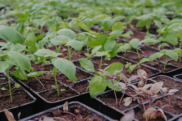 Basil seedings is growing in plastic pots. Green plants growing in a greenhouse