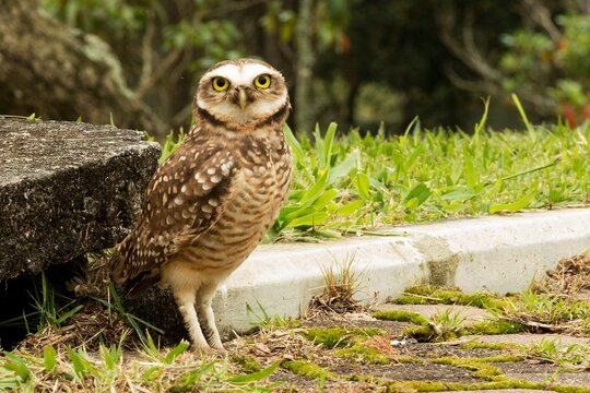 Coruja Buraqueira Athene cunicularia ou Speotyto cunicularia comumente conhecida como coruja-buraqueira ou simplesmente buraqueira, &eacute; uma ave de rapina americana, da fam&iacute;lia dos Estrig&iacute;deos.