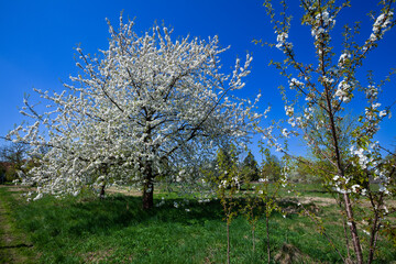 Bl&uuml;hender Sauerkirschbaum