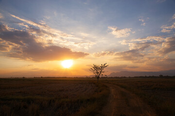 Dirt road through the rice filed at sunset in countryside of Thailand