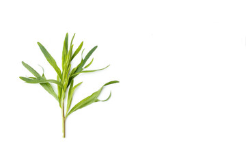 Top view of Tarragon or estragon green leaves isolated on white background with copy space for text.