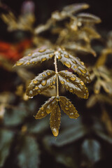 Regentropfen auf Blätter