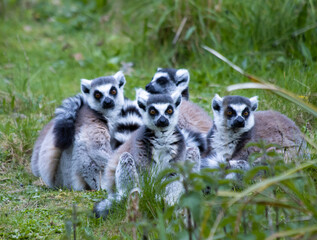 Naklejka na ściany i meble group of ring tailed lemur lemur catta