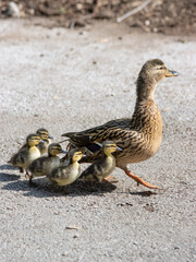 female duck and five ducklings