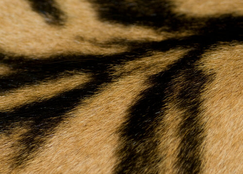 Tiger Skin Detail