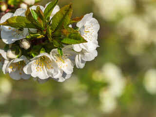 Cherry blossoms in spring. Beautiful white blooming flowers. White blossoms of a cherry blossom tree in spring with a natural green background. Spring blooming, Abstract background. Selective focus