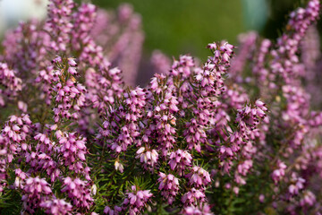Obraz premium Close up flowering Calluna vulgaris common heather, ling, or simply heather Selective focus of the purple flowers on the field, floral background.