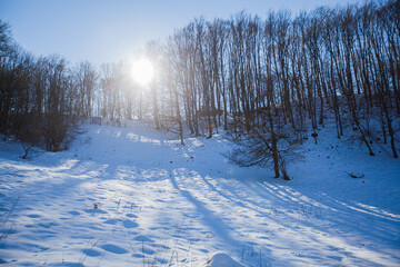 Sunlight Shining Through Winter Snowy Forest At Sunset. Nature Landscape. Shadows Of Trees On Snow Ground. It beautiful Winters' Day. Winter wonderland.	