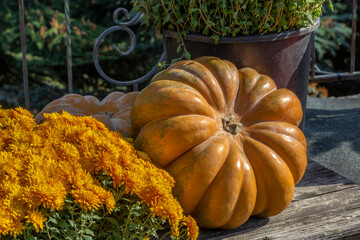 Bright ripe muscat pumpkin. Against background of yellow chrysanthemums. Topic - agriculture,...