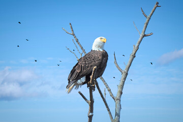 An American Bald Eagle (Haliaeetus leucocephalus), is perched on top of a tree with crows and clouds in the background.