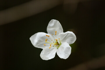 Fototapeta na wymiar Springtime, close-up White cherry blossoms, spring flower background