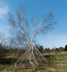 A White tree, I think is a Birch, has broken limbs from a late April Snowfall in Upstate NY.  Heavy...