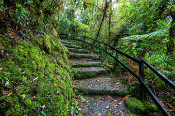 Obraz premium Tourist trail for hiking with stone stairs in rainforest in Tapanti national park, misty cloudy weather. Green natural background. Costa Rica wilderness