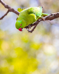 Green Parakeet in a Park in London, UK