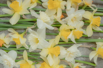 Flower background. yellow daffodils and green stems. Full frame.